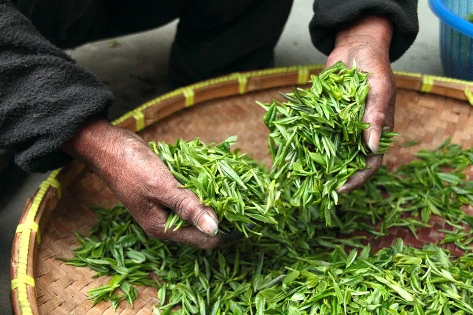 Rize çay ihracatından 2023