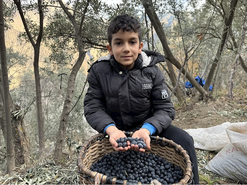 Artvinli Küçükkoçak ailesi 4 kuşaktır zeytin yetiştiriyor
