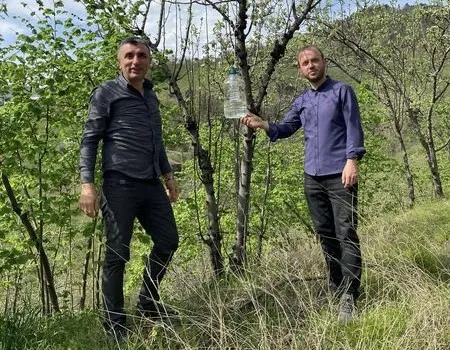 FINDIK BAHÇELERİNE DALKIRAN TUZAKLARI KURULDU