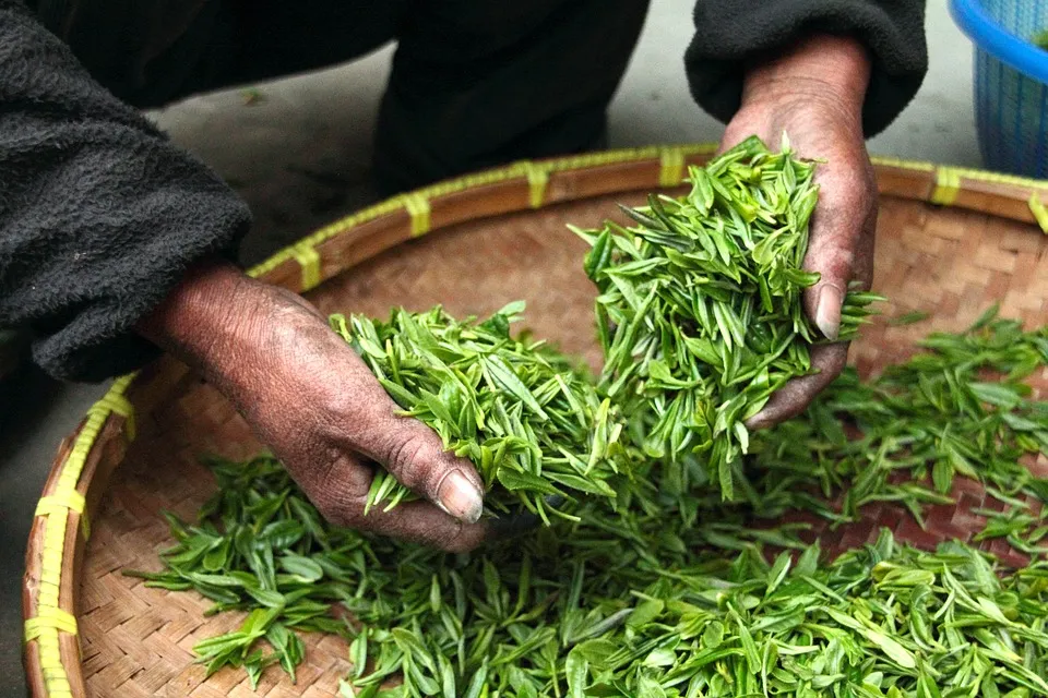 ÇAYKUR, 2024 yılı kampanyasının ilk haftasında 14 bin ton yaş çay aldı
