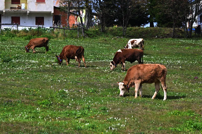 Trabzon