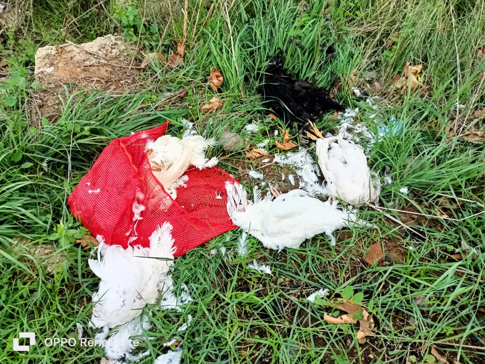 KAVAKLI SAHİLİNE TAVUK ÖLÜLERİ ATILDI