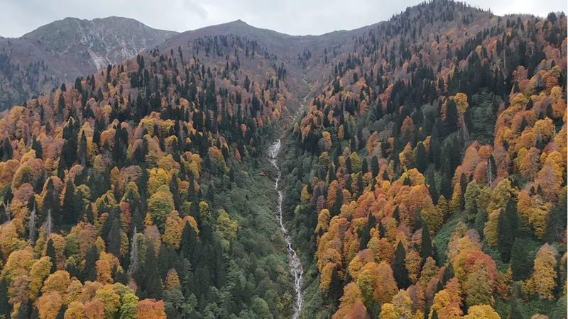 Rize