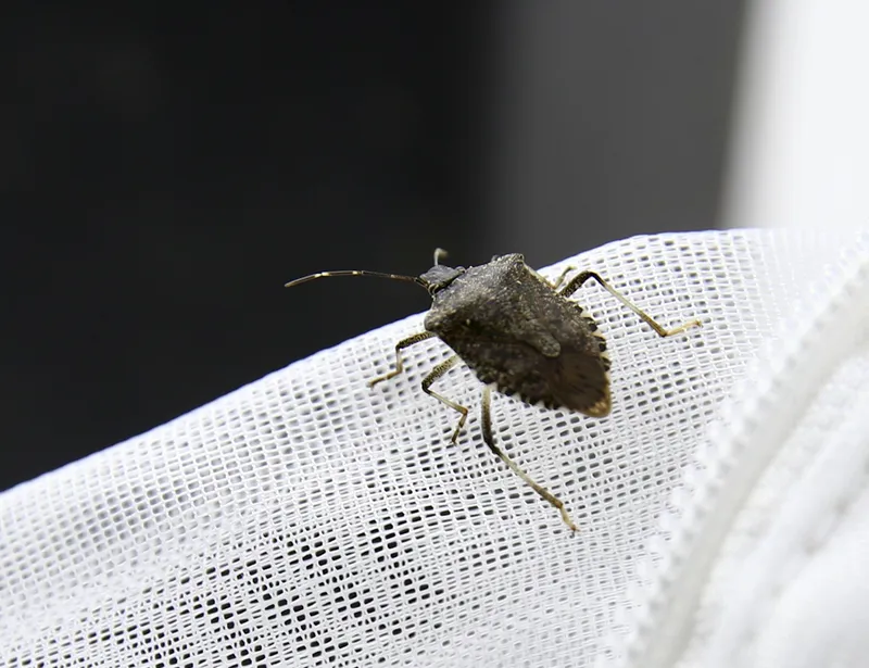 Kahverengi kokarcanın kışlaklarda yok edilmesi biyolojik mücadeleye katkı verebilir