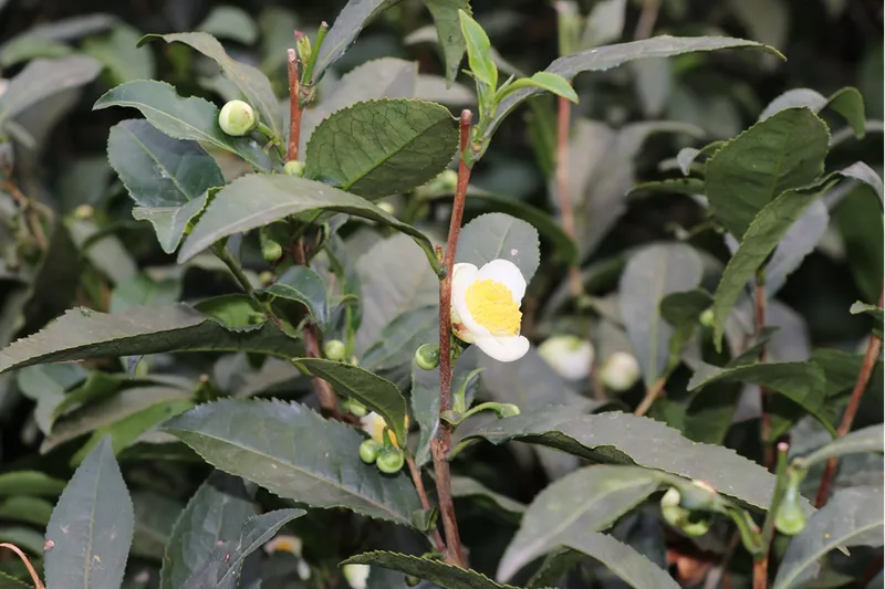 ÇAYMER, bu yıl 50 kilogram çiçek çayı üretti