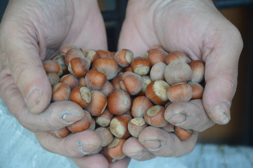 FINDIKTA SERT GERİLEME