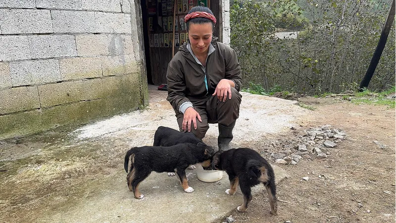 Giresunlu genç çift devlet desteğiyle mandıra kurdu