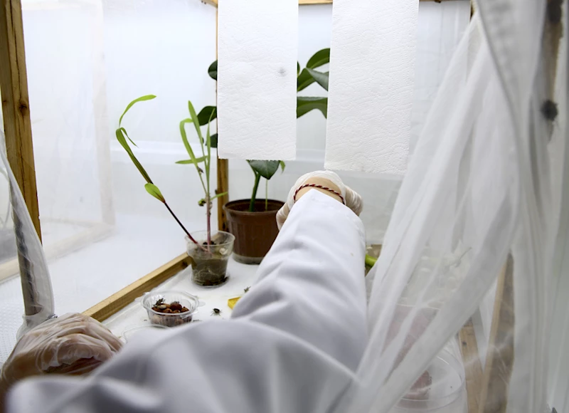 Kahverengi kokarcaya karşı samuray arısı üretimi hız kazandı