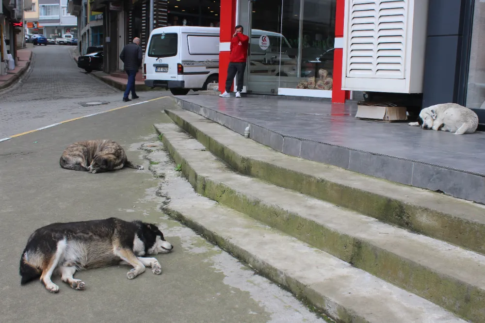 AKÇAABAT’IN KÖPEK SORUNU!