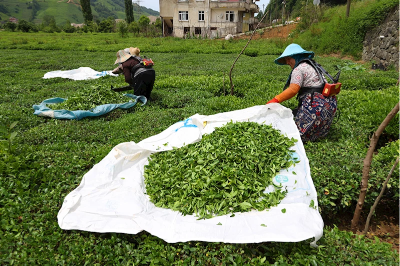 Trabzonlu çay üreticileri ilk sürgün hasadı için makas sallıyor