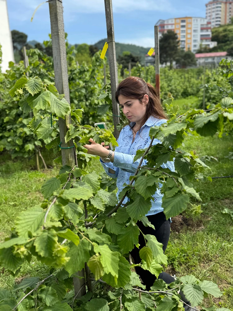 Tescilli Giresun tombul fındığında yeni dikim uygulamaları verimi artırdı