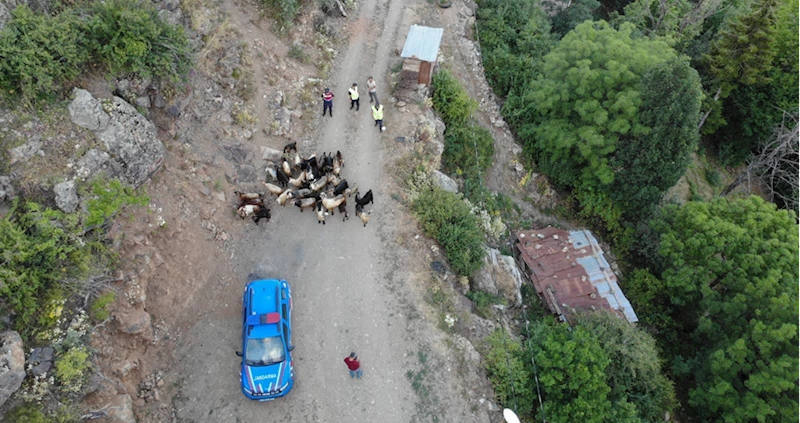 Artvin