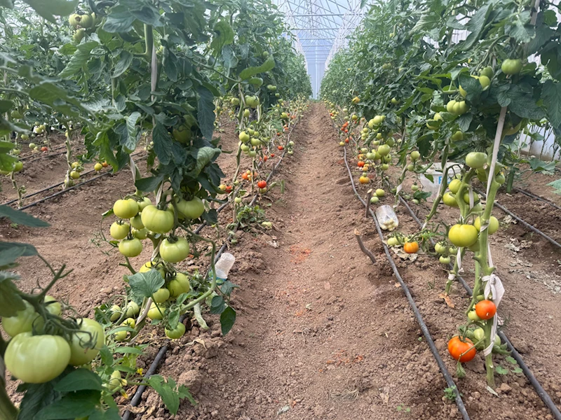 Seracılık hayalini 60 yaşında gerçekleştirdi