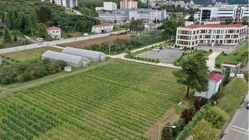 Yüksek verimlilik ve dona dayanıklılık için 4 binin üzerinde fındık bitkisi incelenecek