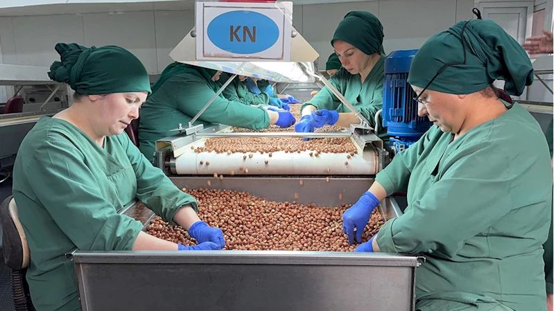 Türk fındığı geçen sezon 124 ülkede alıcı buldu