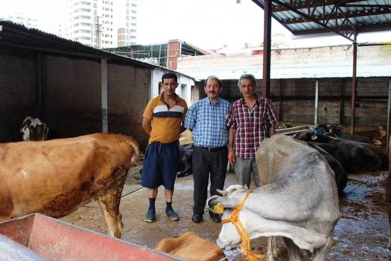 2018 kurbanlık fiyatları açıklandı