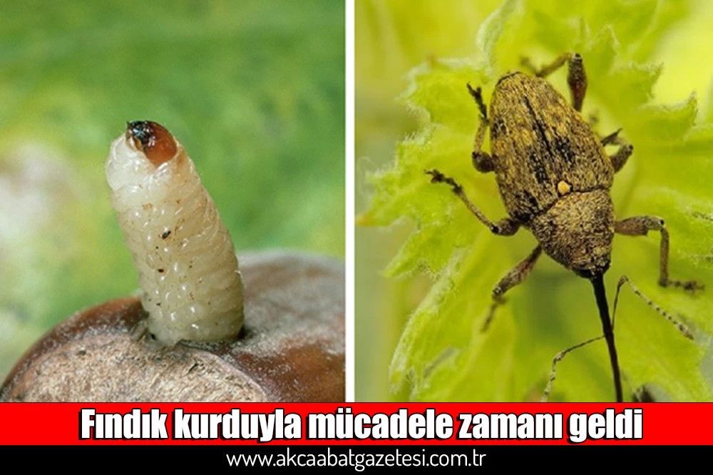 ​Fındık kurduyla mücadele zamanı geldi