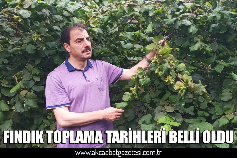 FINDIK TOPLAMA TARİHLERİ BELLİ OLDU