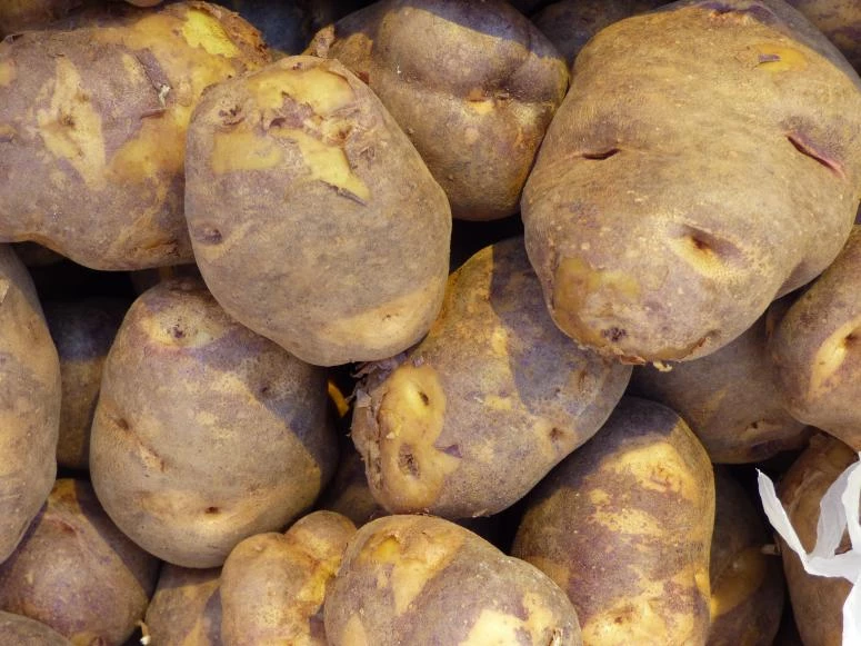 Patates dikim zamanına dikkat